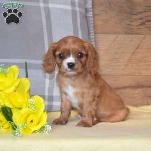 Bear, Cavalier King Charles Spaniel Puppy