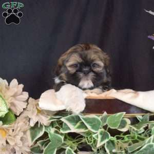 Bear, Shih Tzu Puppy
