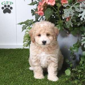 Bear, Bich-Poo Puppy