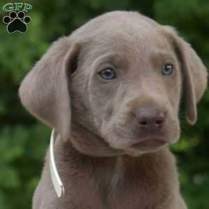 Bear, Labradoodle Puppy
