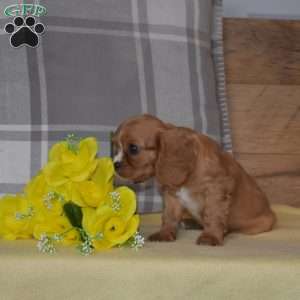 Bear, Cavalier King Charles Spaniel Puppy