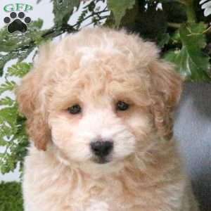 Bear, Bich-Poo Puppy