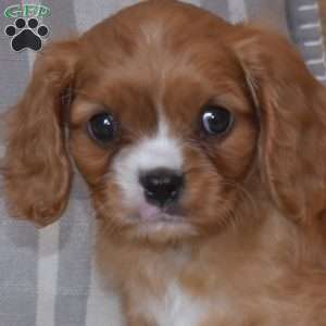 Bear, Cavalier King Charles Spaniel Puppy