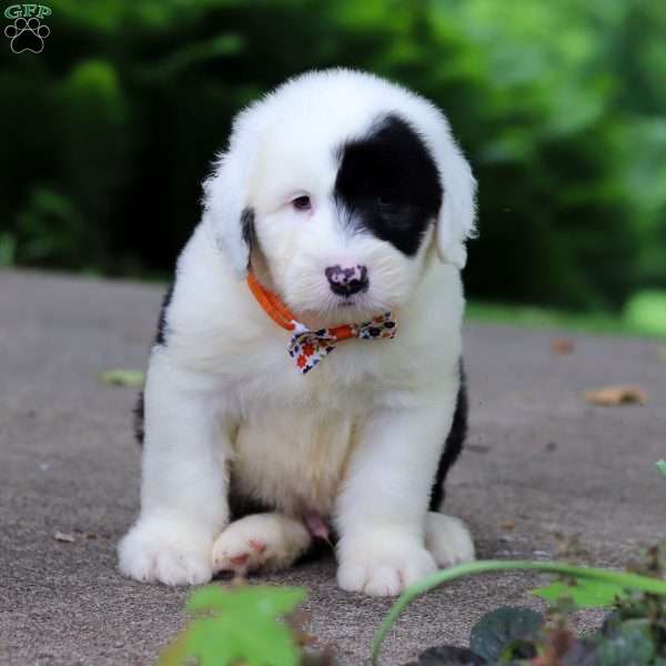 Bear, Old English Sheepdog Puppy