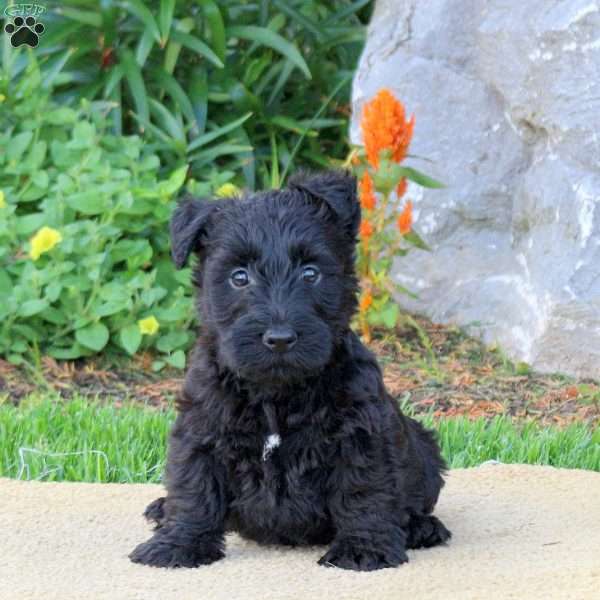 Beau, Scottish Terrier Puppy