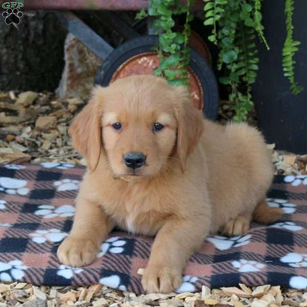 Beau, Golden Retriever Puppy
