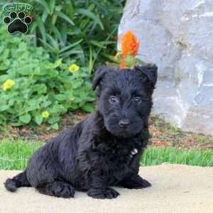 Beau, Scottish Terrier Puppy