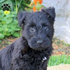 Beau, Scottish Terrier Puppy