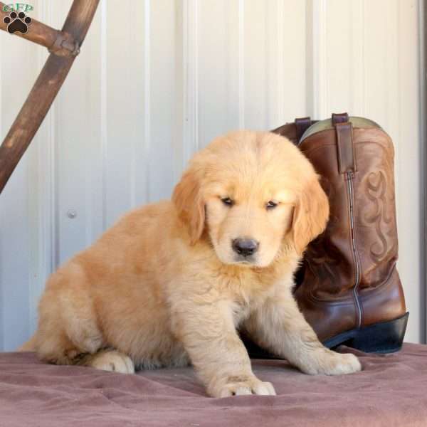 Beauty, Golden Retriever Puppy