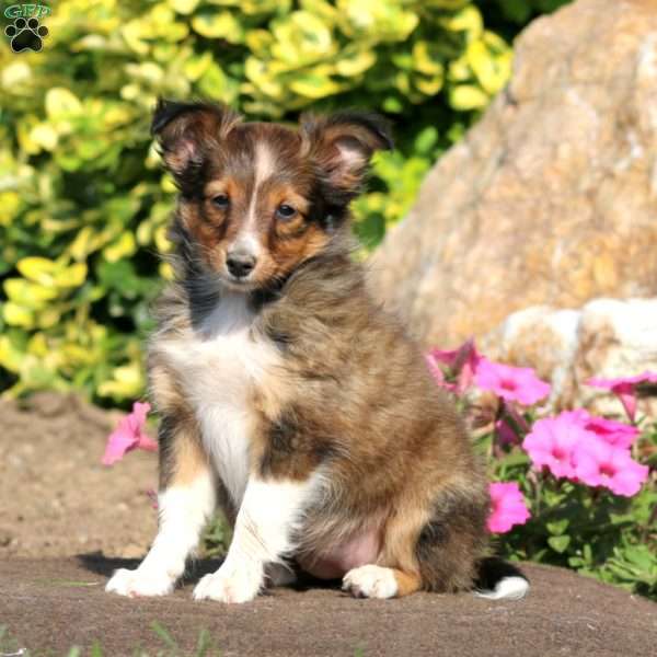 Beauty, Sheltie Puppy