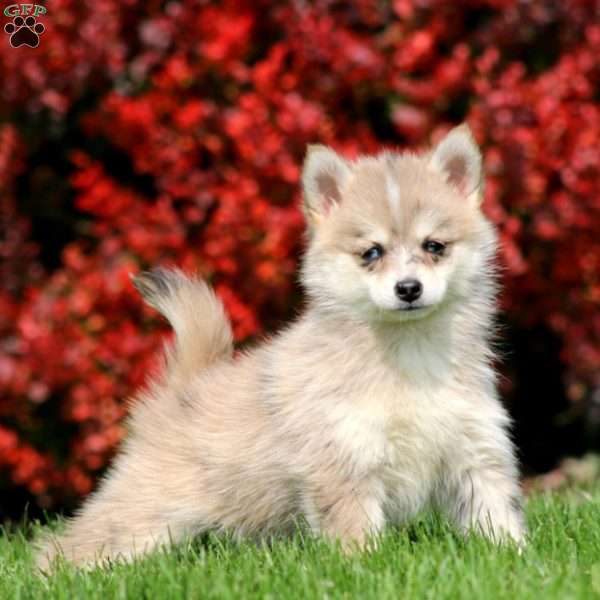 Beauty, Pomsky Puppy