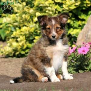 Beauty, Sheltie Puppy
