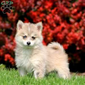 Beauty, Pomsky Puppy