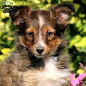 Beauty, Sheltie Puppy