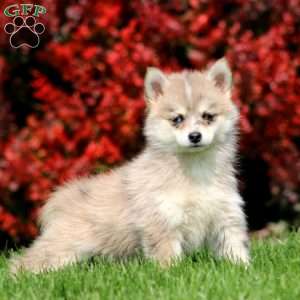 Beauty, Pomsky Puppy