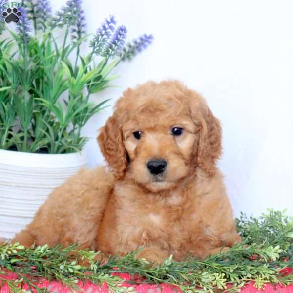 Becca, Mini Goldendoodle Puppy