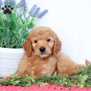 Becca, Mini Goldendoodle Puppy