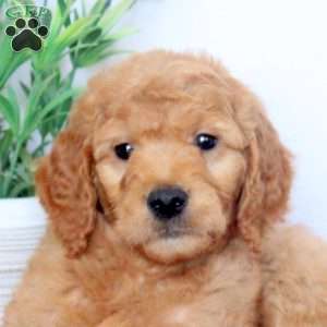 Becca, Mini Goldendoodle Puppy