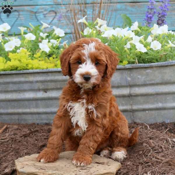 Becka, Mini Goldendoodle Puppy