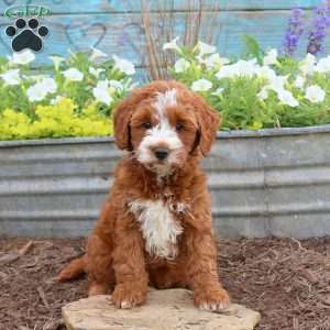 Becka, Mini Goldendoodle Puppy
