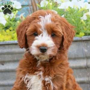 Becka, Mini Goldendoodle Puppy