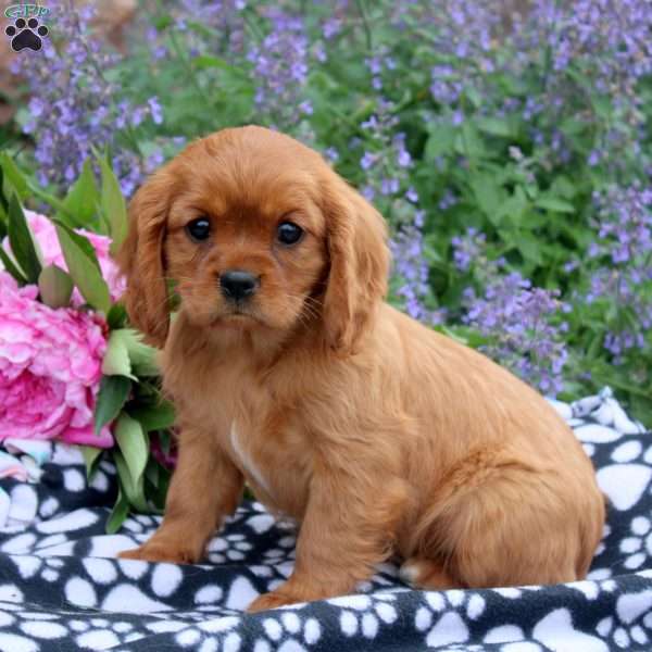 Becky, Cavalier King Charles Spaniel Puppy