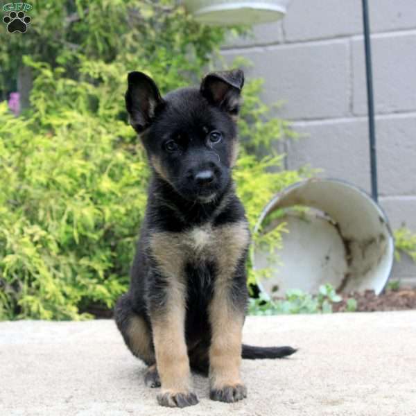 Becky, German Shepherd Mix Puppy