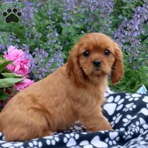 Becky, Cavalier King Charles Spaniel Puppy