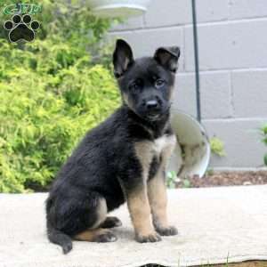 Becky, German Shepherd Mix Puppy