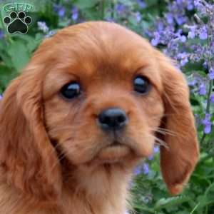 Becky, Cavalier King Charles Spaniel Puppy