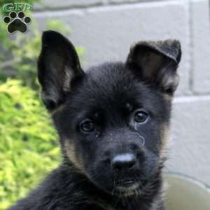 Becky, German Shepherd Mix Puppy