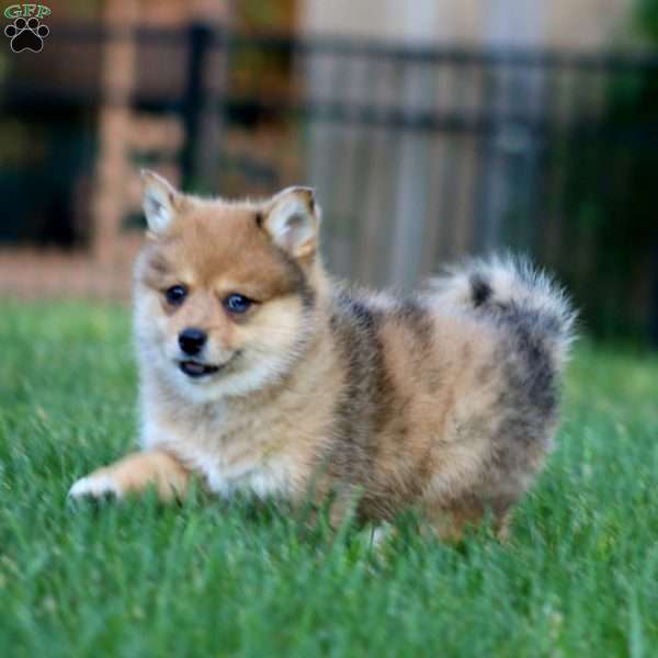 Becky, Shiba Inu Mix Puppy