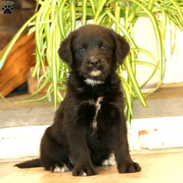 Becky, Labrador Mix Puppy