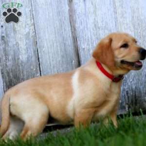 Becky, Fox Red Labrador Retriever Puppy