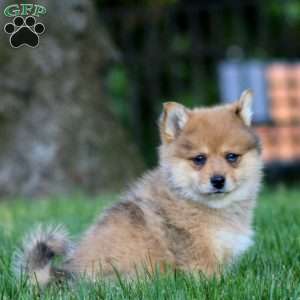 Becky, Shiba Inu Mix Puppy
