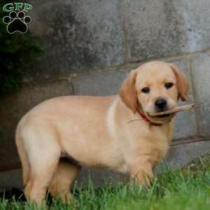 Becky, Fox Red Labrador Retriever Puppy