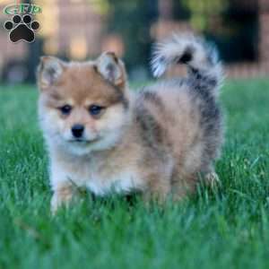 Becky, Shiba Inu Mix Puppy