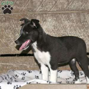 Bee, Border Collie Mix Puppy