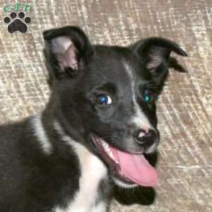 Bee, Border Collie Mix Puppy