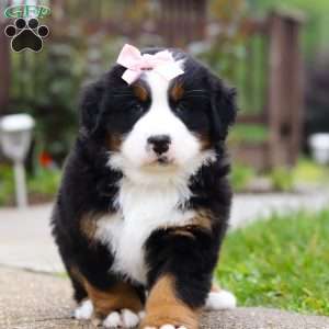 Bella, Bernese Mountain Dog Puppy