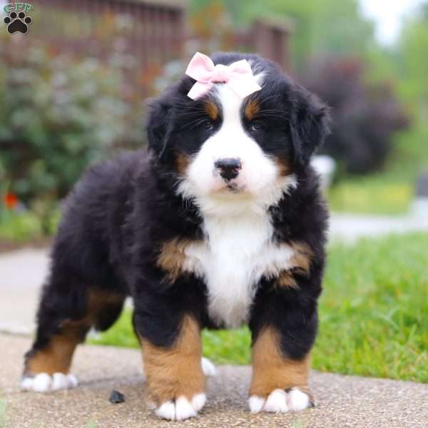 Bella, Bernese Mountain Dog Puppy