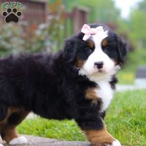 Bella, Bernese Mountain Dog Puppy