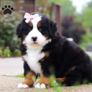 Bella, Bernese Mountain Dog Puppy