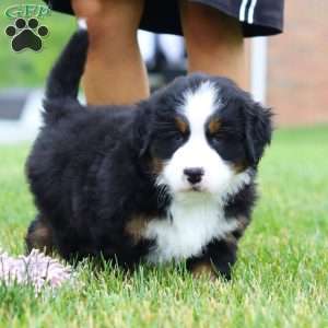 Bella, Bernese Mountain Dog Puppy