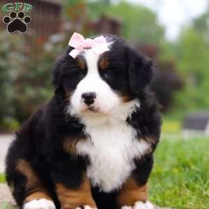 Bella, Bernese Mountain Dog Puppy