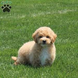 Bella, Bich-Poo Puppy
