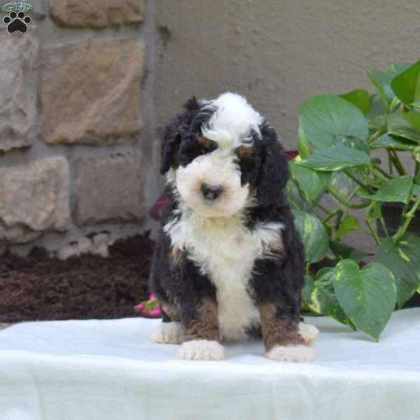 Bella, Mini Bernedoodle Puppy
