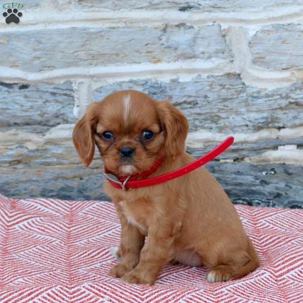 Bella, Cavalier King Charles Spaniel Puppy