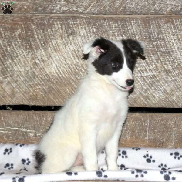 Bella, Border Collie Mix Puppy