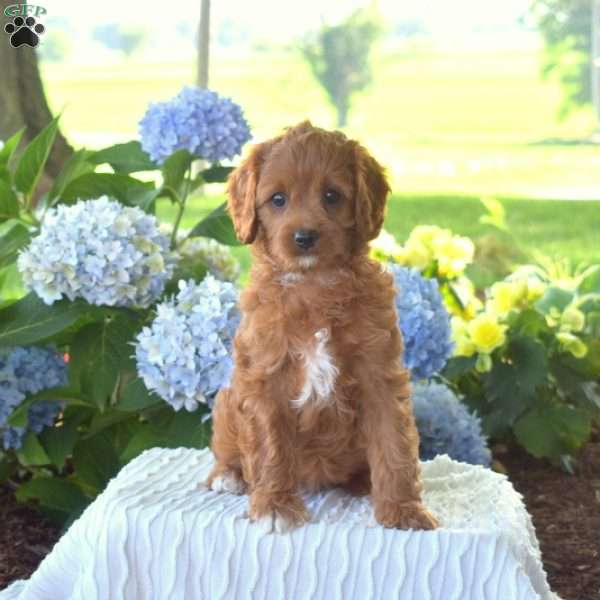 Bella, Cavapoo Puppy
